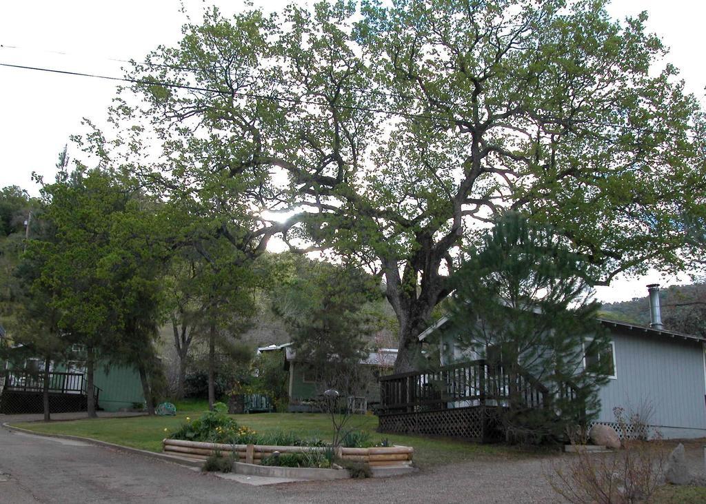 ثري ريفرز Sequoia Motel المظهر الخارجي الصورة
